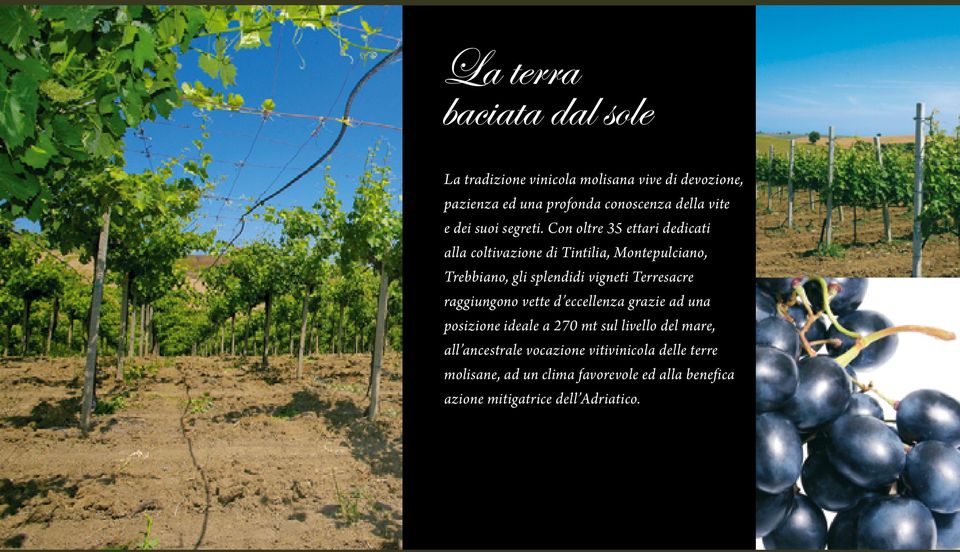 Con oltre 35 ettari dedicati alla coltivazione di Tintilia, Montepulciano, Trebbiano, gli splendidi vigneti
