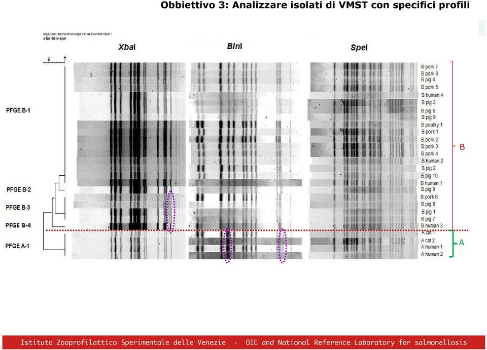 VMST con specifici