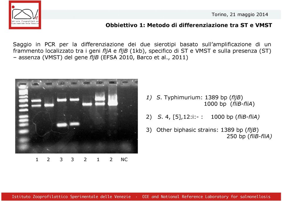 (ST) assenza (VMST) del gene fljb (EFSA 2010, Barco et al., 2011) 1) S.