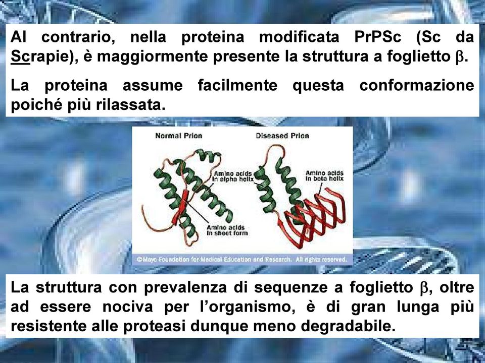 La proteina assume facilmente questa conformazione poiché più rilassata.