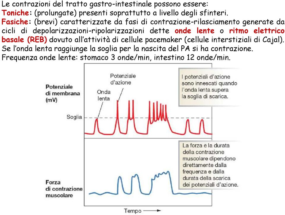 onde lente o ritmo elettrico basale (REB) dovuto all attività di cellule pacemaker (cellule interstiziali di Cajal).