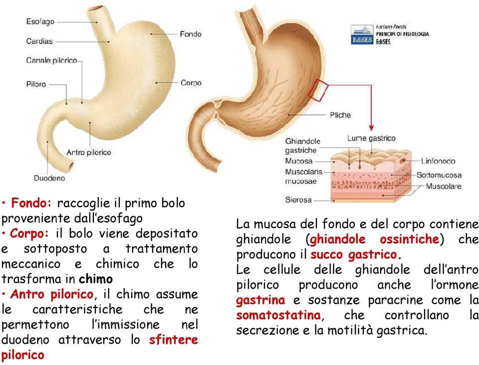 pilorico La mucosa del fondo e del corpo contiene ghiandole (ghiandole ossintiche) che producono il succo gastrico.
