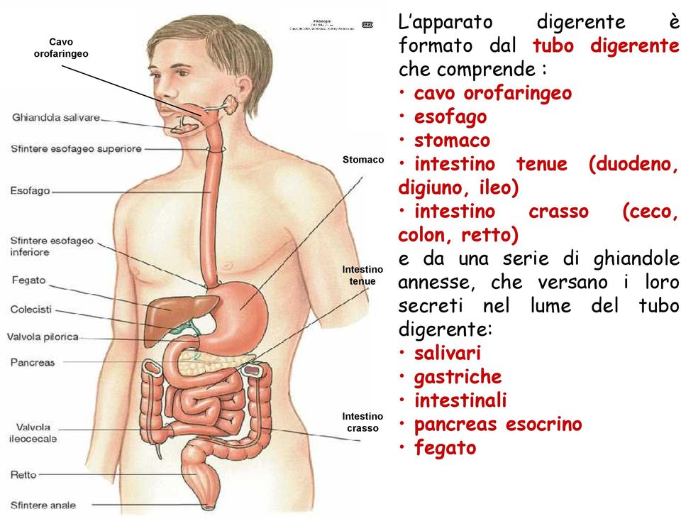 digiuno, ileo) intestino crasso (ceco, colon, retto) e da una serie di ghiandole annesse, che