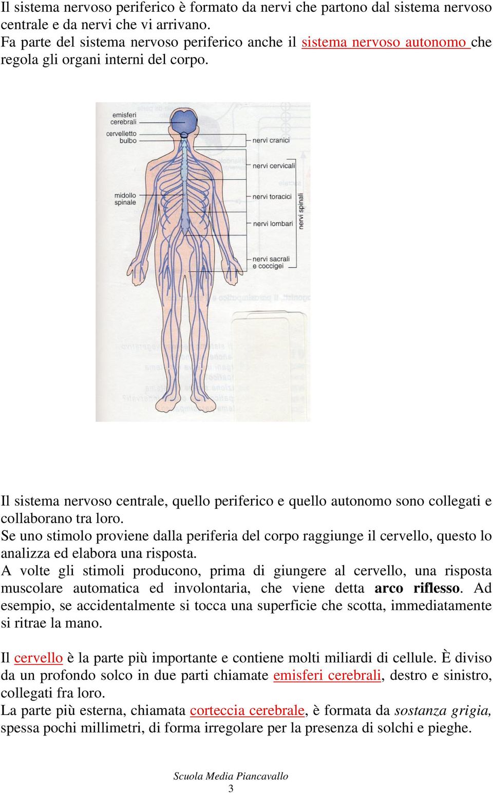 Il sistema nervoso centrale, quello periferico e quello autonomo sono collegati e collaborano tra loro.