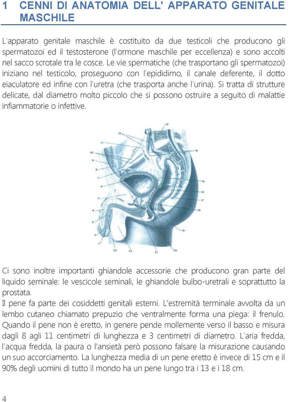 Le vie spermatiche (che trasportano gli spermatozoi) iniziano nel testicolo, proseguono con l'epididimo, il canale deferente, il dotto eiaculatore ed infine con l'uretra (che trasporta anche l'urina).