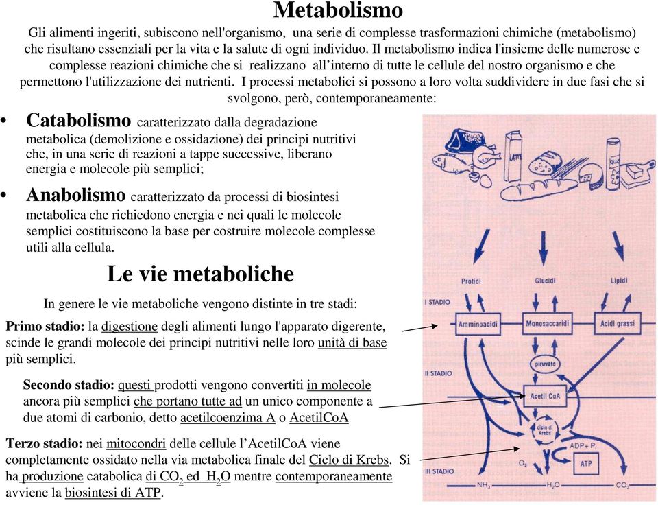 I processi metabolici si possono a loro volta suddividere in due fasi che si svolgono, però, contemporaneamente: Catabolismo caratterizzato dalla degradazione metabolica (demolizione e ossidazione)