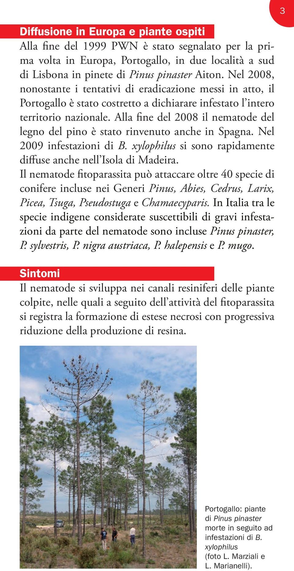 Alla fine del 2008 il nematode del legno del pino è stato rinvenuto anche in Spagna. Nel 2009 infestazioni di B. xylophilus si sono rapidamente diffuse anche nell Isola di Madeira.