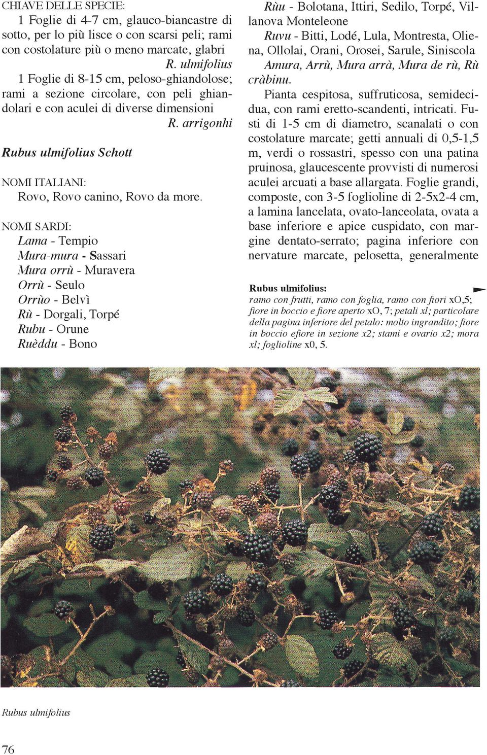 arrigonhi Rubus ulmifolius Schott NOMI ITALIANI: Rovo, Rovo canino, Rovo da more.