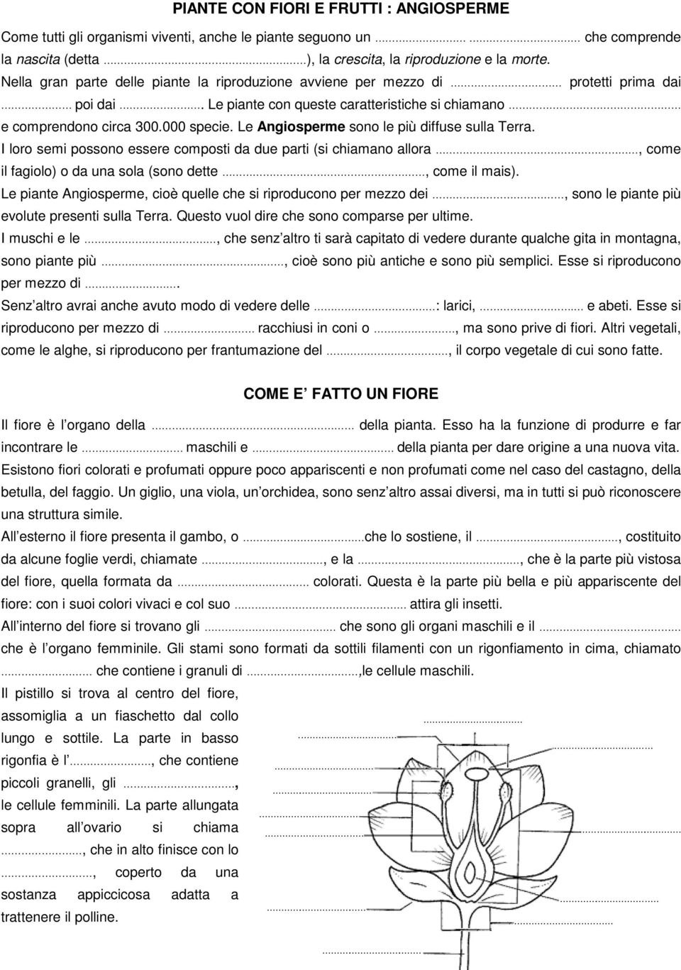 Le Angiosperme sono le più diffuse sulla Terra. I loro semi possono essere composti da due parti (si chiamano allora, come il fagiolo) o da una sola (sono dette, come il mais).