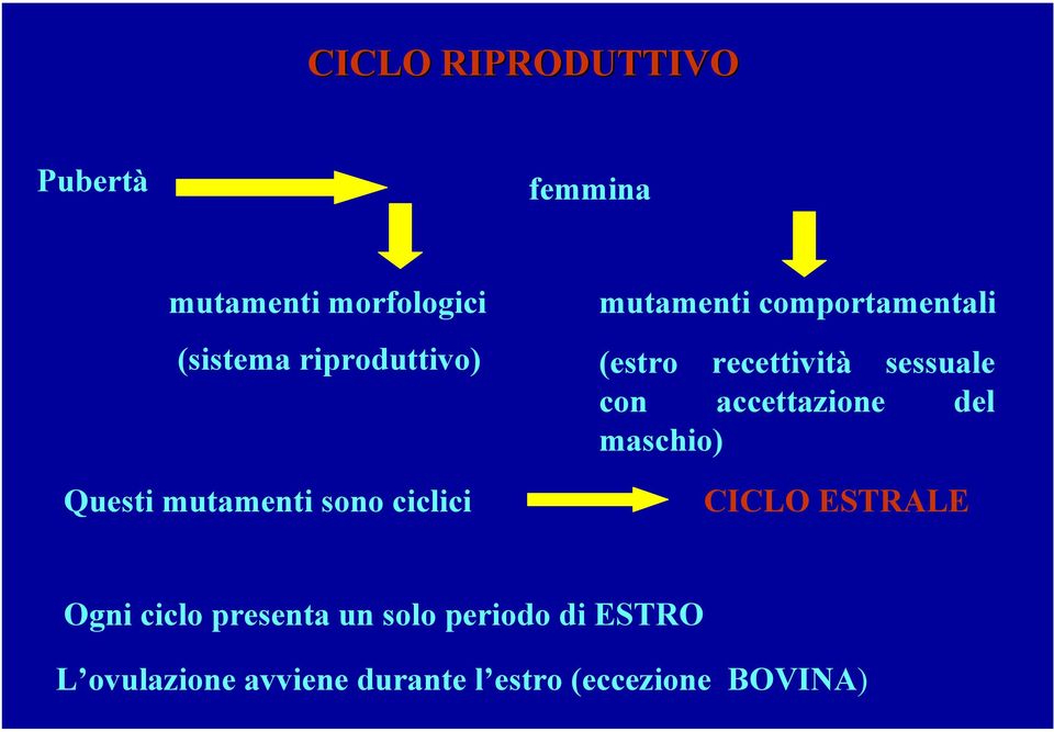 accettazione del maschio) Questi mutamenti sono ciclici CICLO ESTRALE Ogni