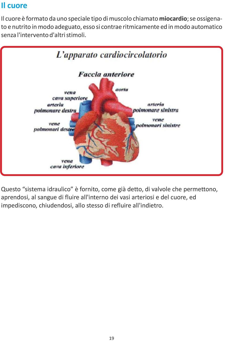 Questo sistema idraulico è fornito, come già detto, di valvole che permettono, aprendosi, al sangue di