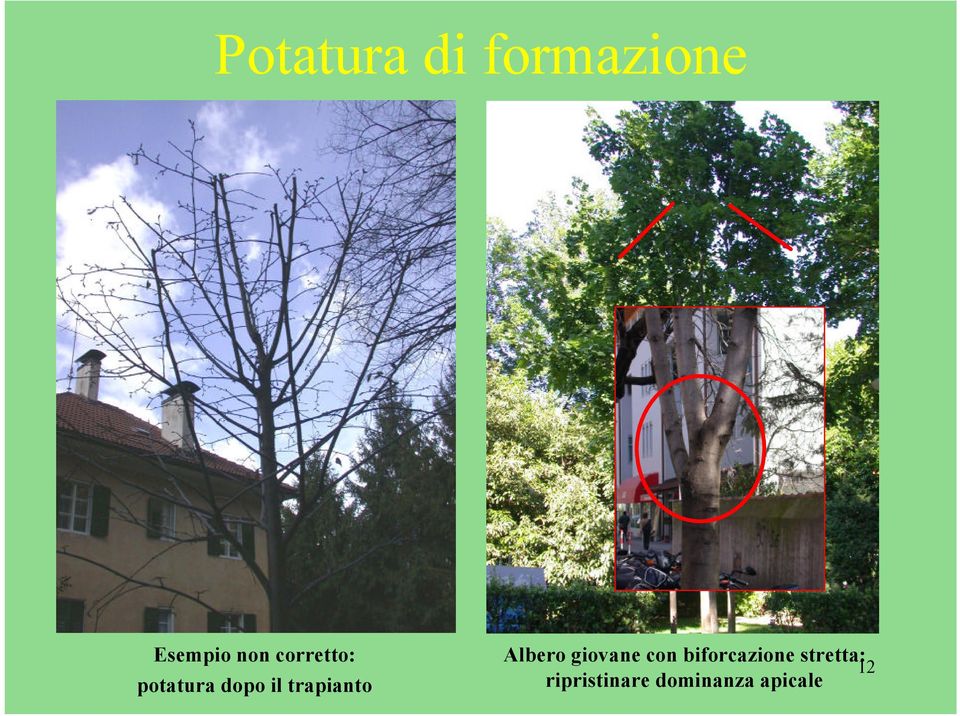 Albero giovane con biforcazione