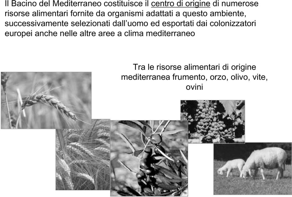 selezionati dall uomo ed esportati dai colonizzatori europei anche nelle altre aree a