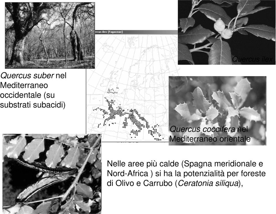 Ceratonia siliqua Nelle aree più calde (Spagna meridionale e