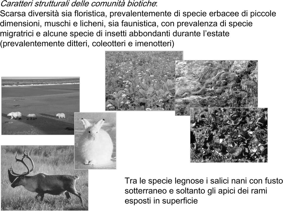 specie di insetti abbondanti durante l estate (prevalentemente ditteri, coleotteri e imenotteri) Salix