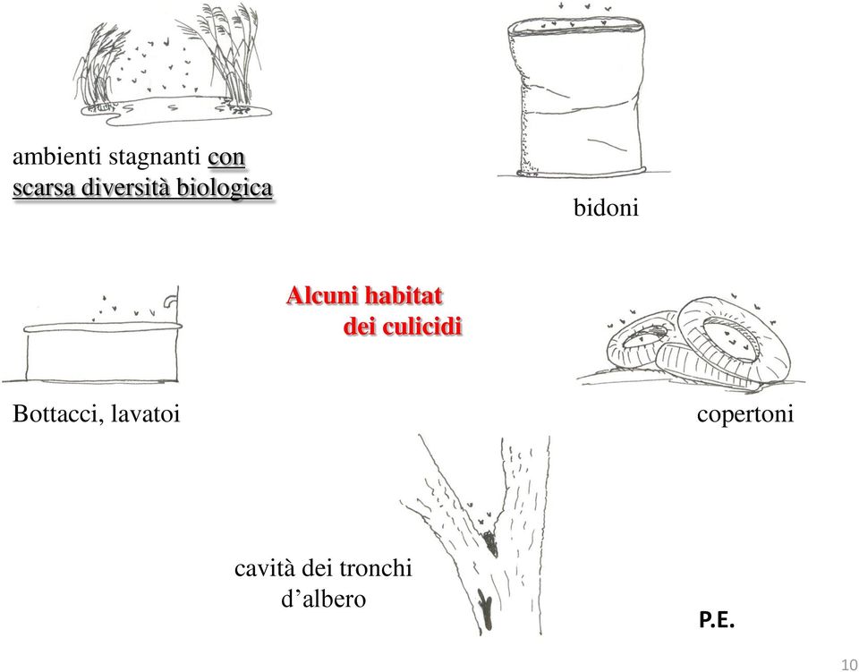 habitat dei culicidi Bottacci,