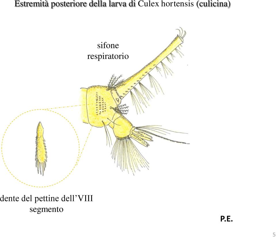 (culicina) sifone respiratorio