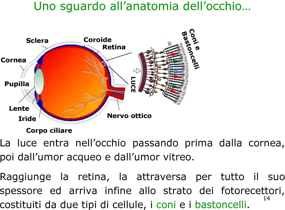 cornea, poi dall umor acqueo e dall umor vitreo.