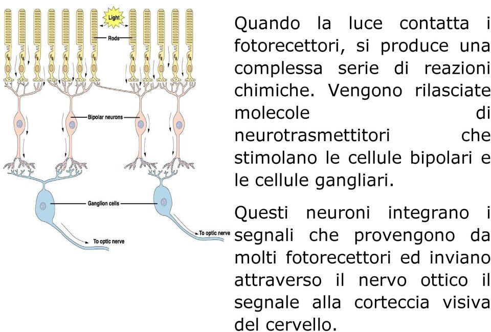 Vengono rilasciate molecole di neurotrasmettitori che stimolano le cellule bipolari e le