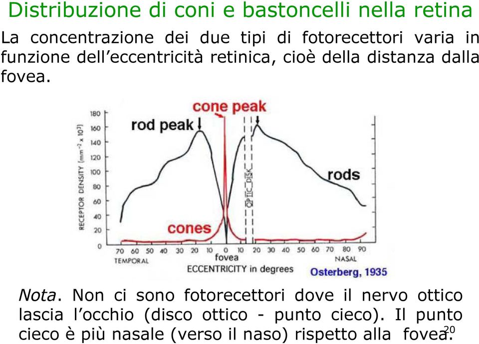 fovea. Nota.