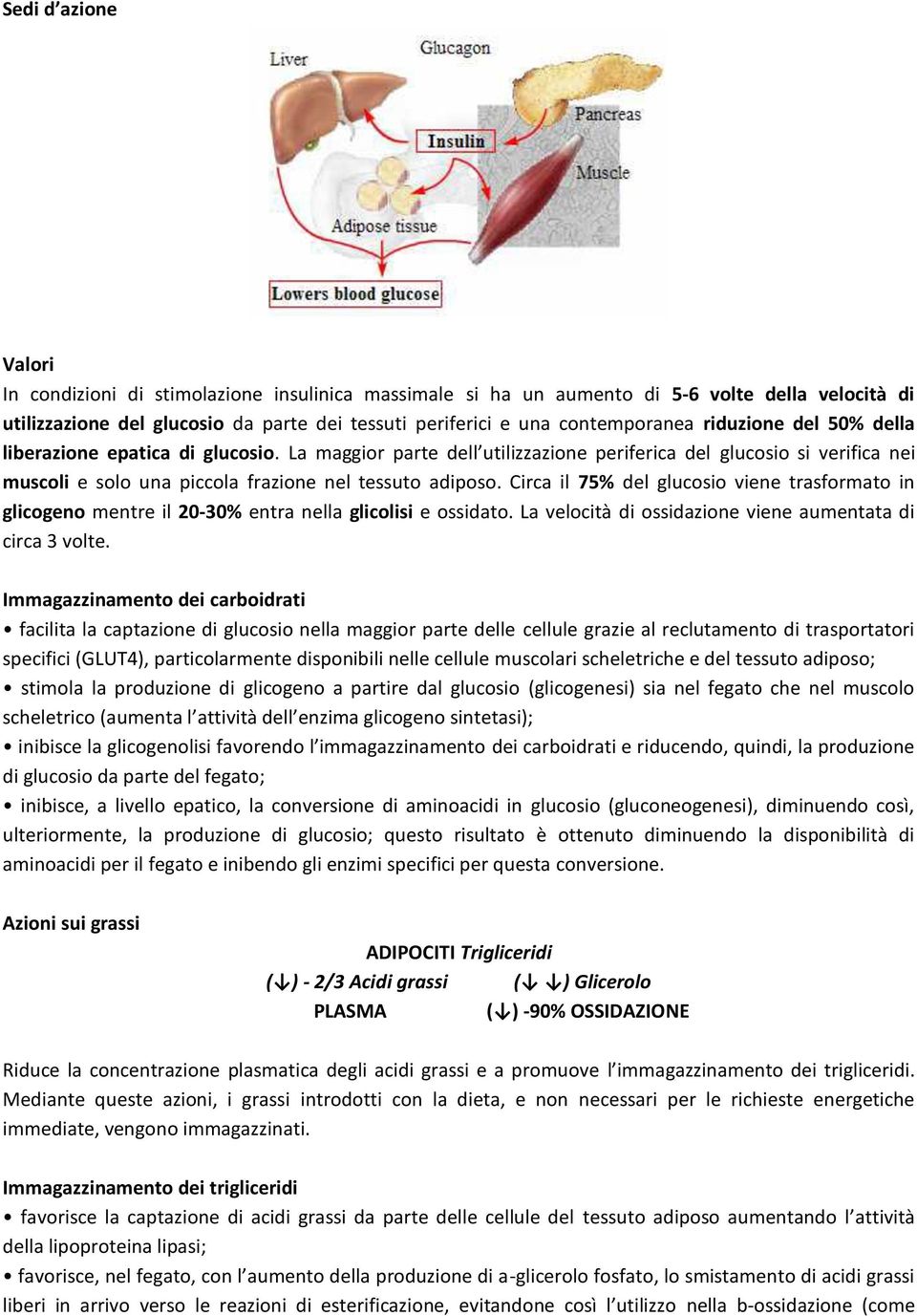 Circa il 75% del glucosio viene trasformato in glicogeno mentre il 20-30% entra nella glicolisi e ossidato. La velocità di ossidazione viene aumentata di circa 3 volte.