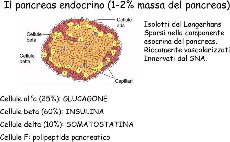 Riccamente vascolarizzati Innervati dal SNA.