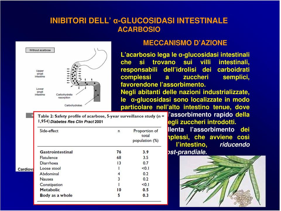 Negli abitanti delle nazioni industrializzate, le α-glucosidasi sono localizzate in modo particolare nell alto intestino tenue, dove avviene quindi l assorbimento