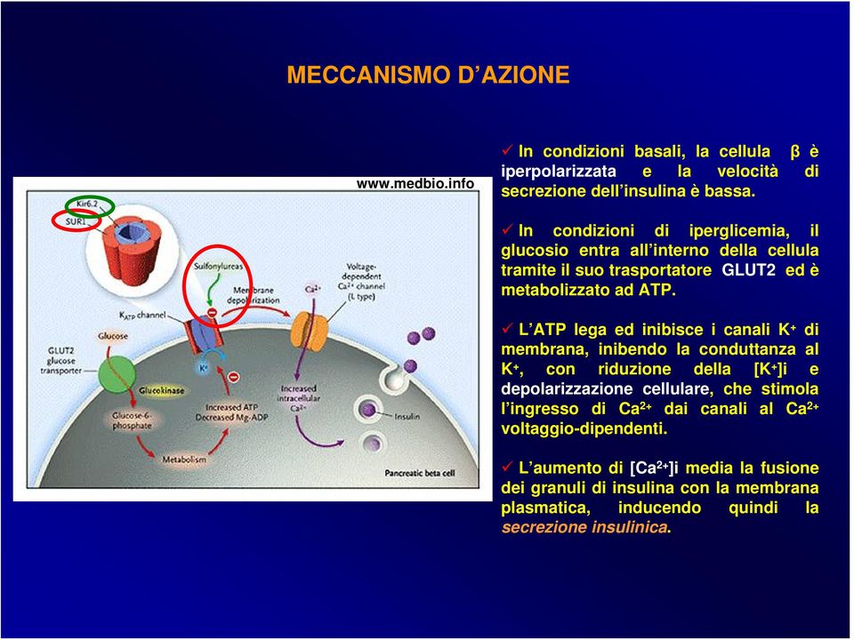 L ATP lega ed inibisce i canali K + di membrana, inibendo la conduttanza al K +, con riduzione della [K + ]i e depolarizzazione cellulare, che stimola l