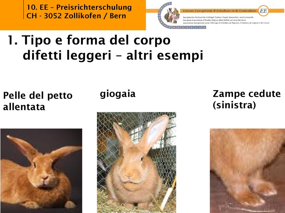 esempi Pelle del petto