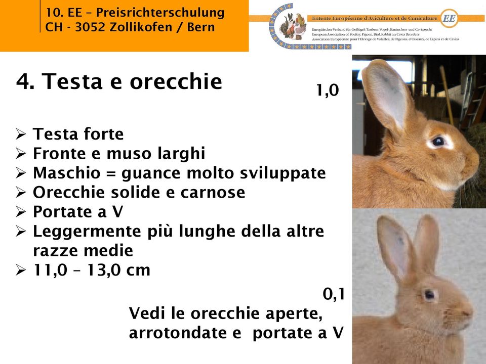 Portate a V Leggermente più lunghe della altre razze medie