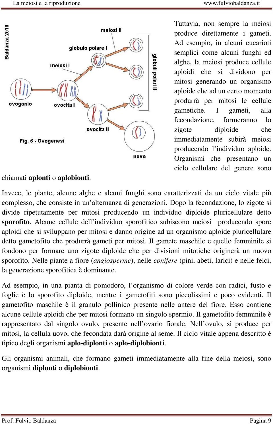 mitosi le cellule gametiche. I gameti, alla fecondazione, formeranno lo zigote diploide che immediatamente subirà meiosi producendo l individuo aploide.