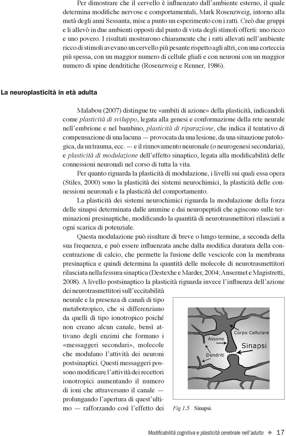 I risultati mostrarono chiaramente che i ratti allevati nell ambiente ricco di stimoli avevano un cervello più pesante rispetto agli altri, con una corteccia più spessa, con un maggior numero di