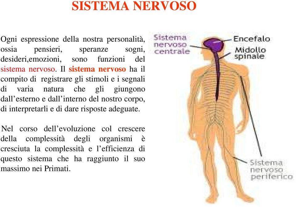 Il sistema nervoso ha il compito di registrare gli stimoli e i segnali di varia natura che gli giungono dall esterno e dall