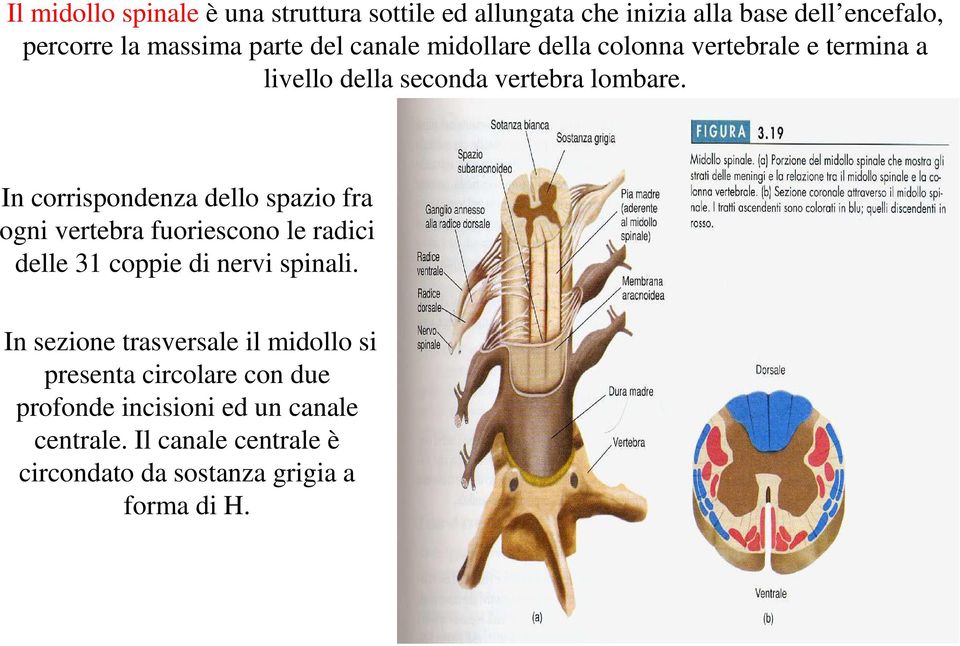 In corrispondenza dello spazio fra ogni vertebra fuoriescono le radici delle 31 coppie di nervi spinali.
