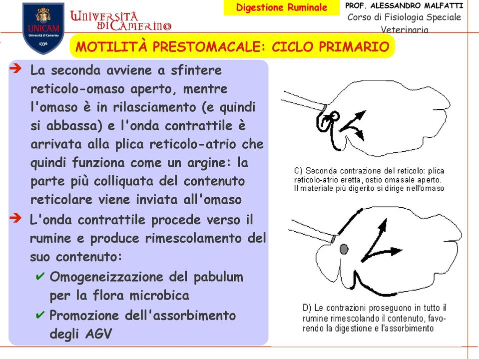 argine: la parte più colliquata del contenuto reticolare viene inviata all'omaso L'onda contrattile procede verso il