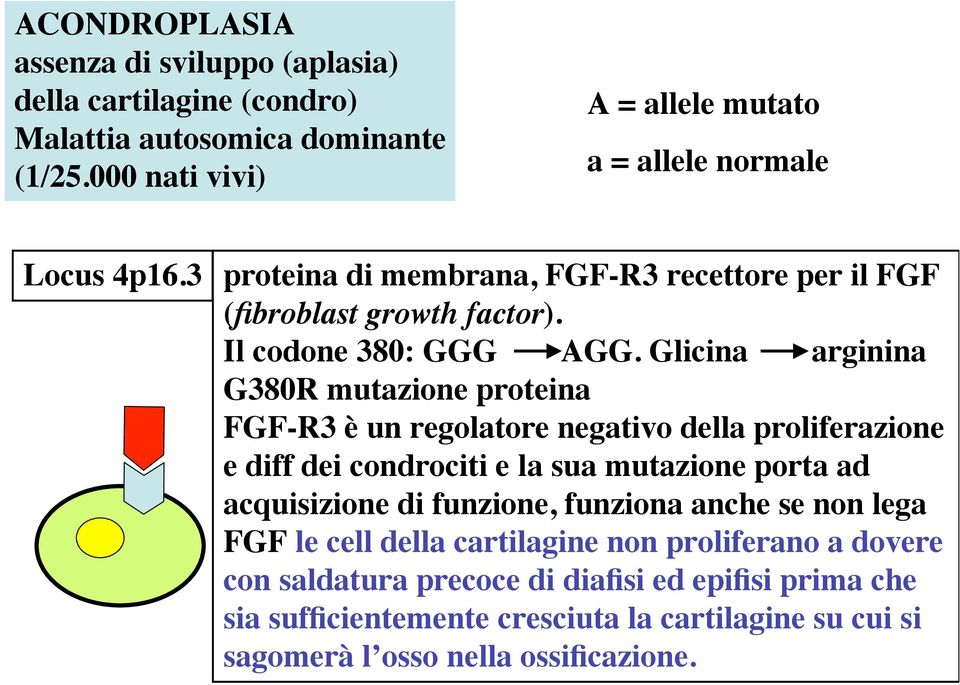 Glicina arginina G380R mutazione proteina FGF-R3 è un regolatore negativo della proliferazione e diff dei condrociti e la sua mutazione porta ad acquisizione di