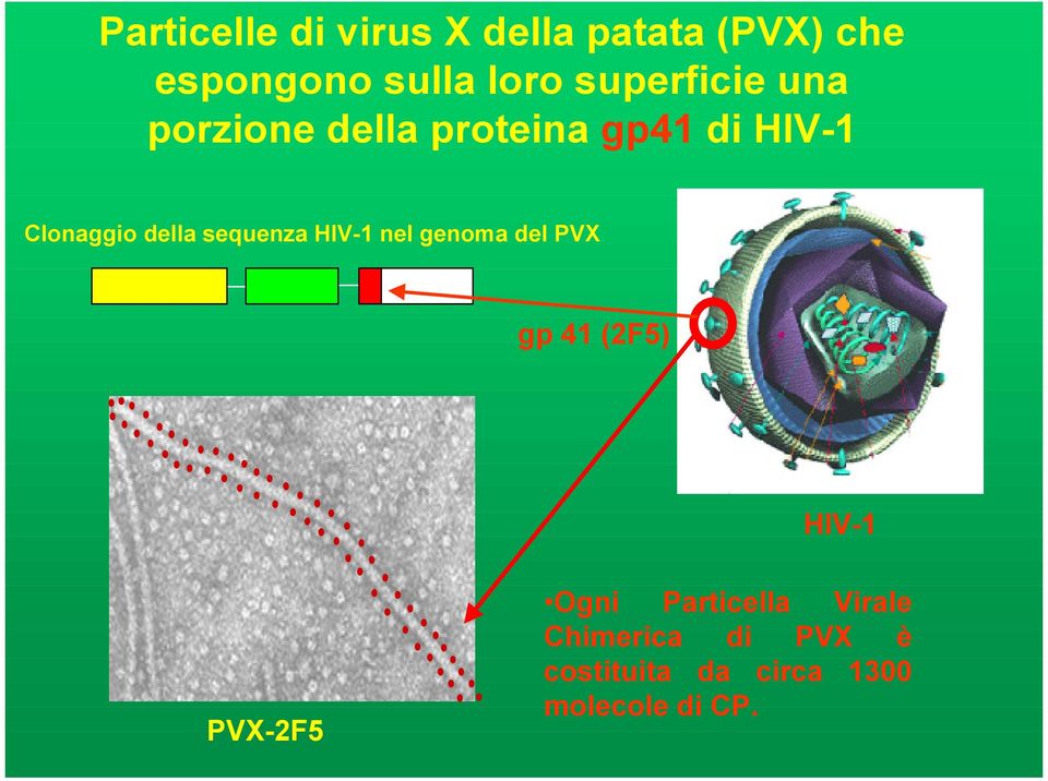 sequenza HIV-1 nel genoma del PVX gp 41 (2F5) PVX-2F5 HIV-1 Ogni