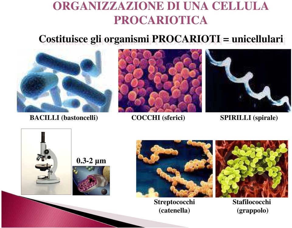 (bastoncelli) COCCHI (sferici) SPIRILLI (spirale) 0.