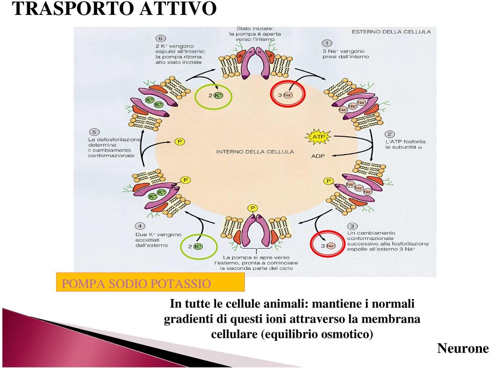 normali gradienti di questi ioni attraverso