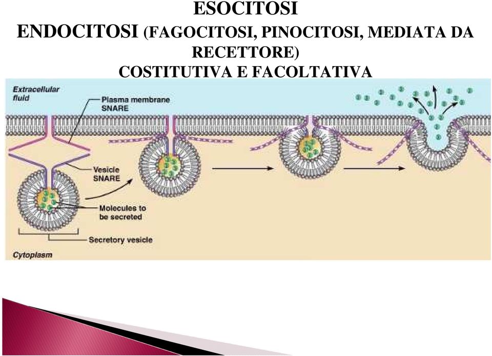 PINOCITOSI, MEDIATA DA