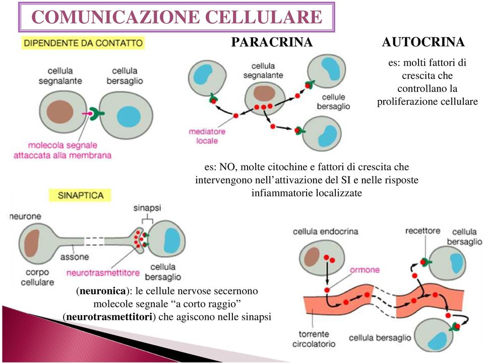 attivazione del SI e nelle risposte infiammatorie localizzate (neuronica): le cellule