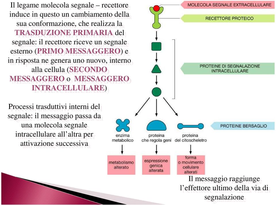 alla cellula (SECONDO MESSAGGERO o MESSAGGERO INTRACELLULARE) Processi trasduttivi interni del del segnale: il il messaggio passa da da una una