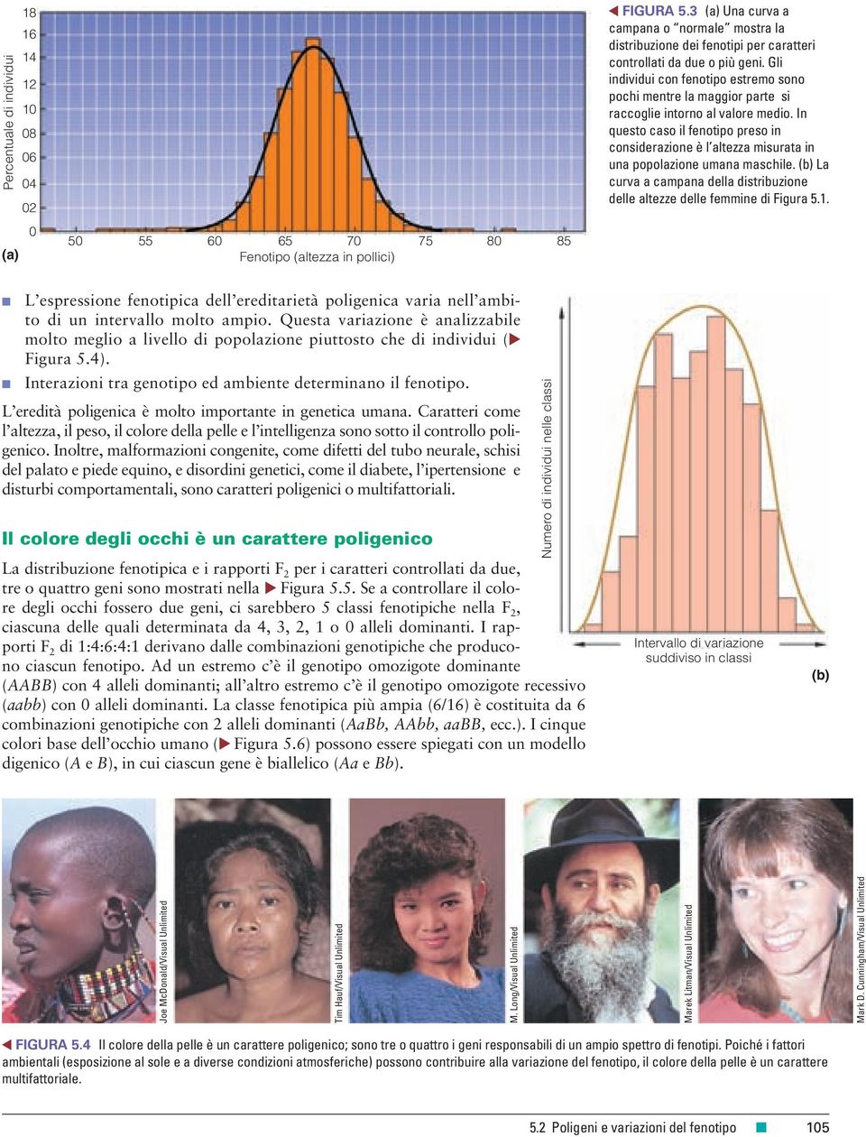 In questo caso il fenotipo preso in considerazione è l altezza misurata in una popolazione umana maschile. (b) La curva a campana della distribuzione delle altezze delle femmine di Figura 5.1.