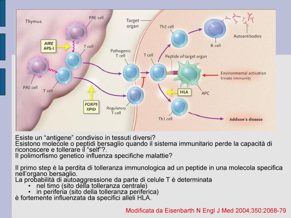 . Il polimorfismo genetico influenza specifiche malattie?