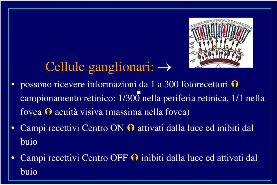 visiva (massima nella fovea) Campi recettivi Centro ON attivati dalla luce ed