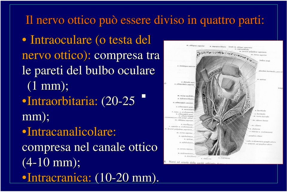 del bulbo oculare (1 mm); Intraorbitaria: (20-25 25 mm);