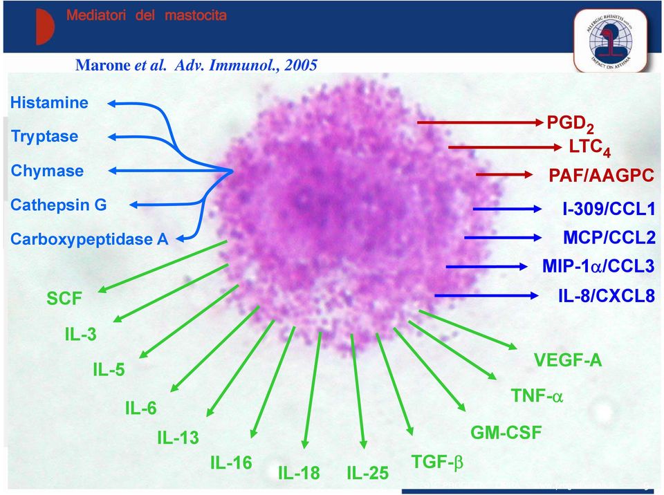 p A SCF PGD 2 LTC 4 PAF/AAGPC I-309/CCL1 MCP/CCL2 MIP-1α/CCL3