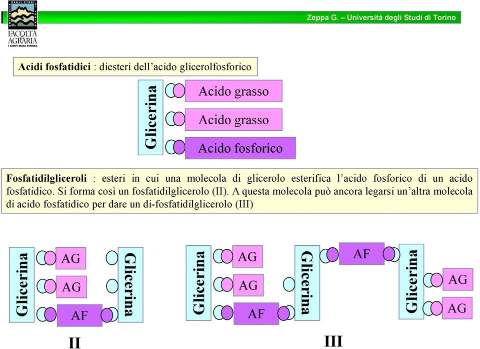 Si forma così un fosfatidilglicerolo (II).