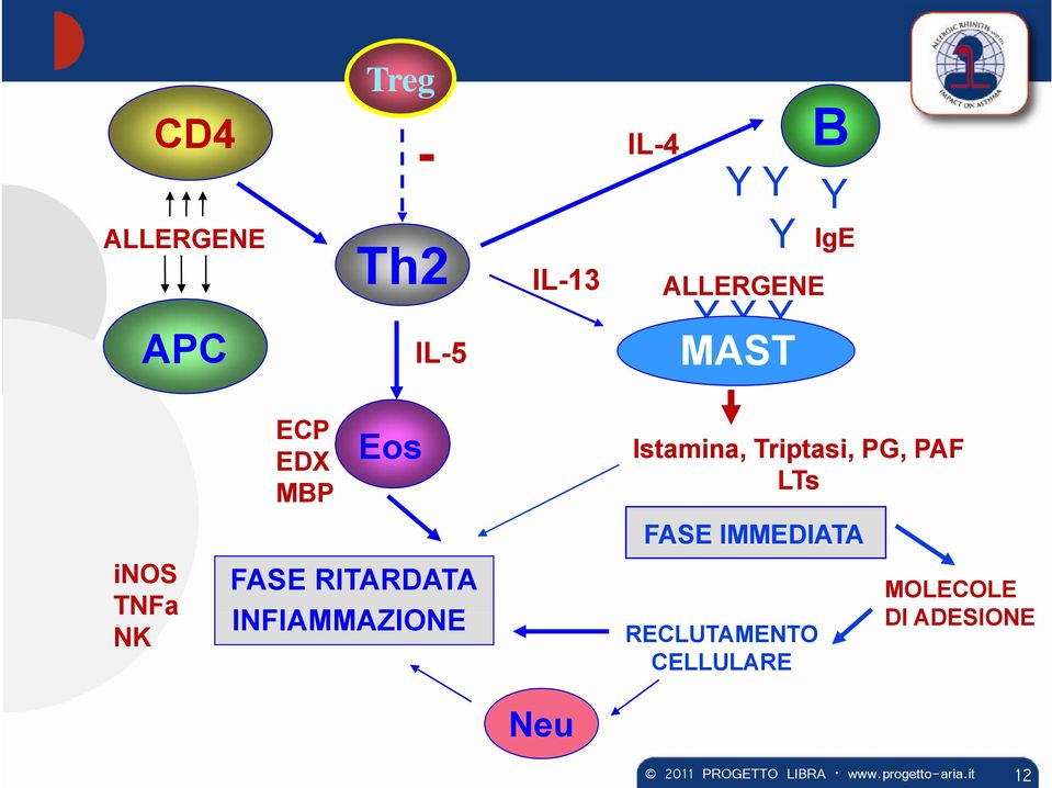 FASE RITARDATA INFIAMMAZIONE Istamina, Triptasi, PG, PAF