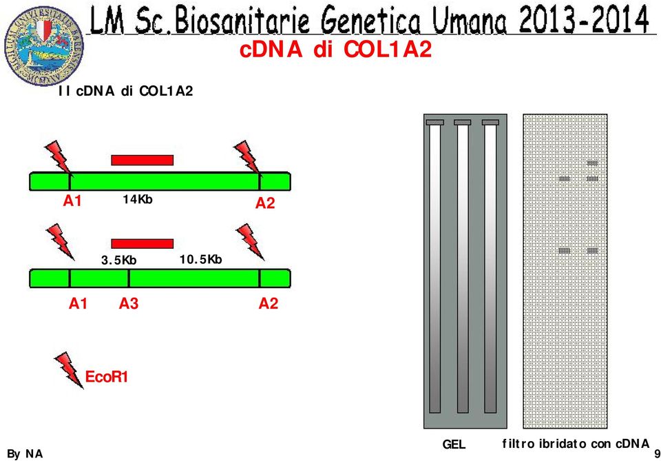 5Kb A1 A3 A2 EcoR1 GEL